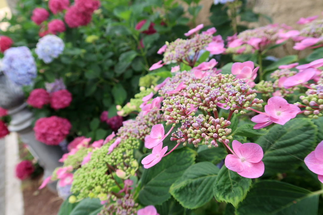紫陽花の花彩る道をボルセーナ湖へ_f0234936_05480916.jpg