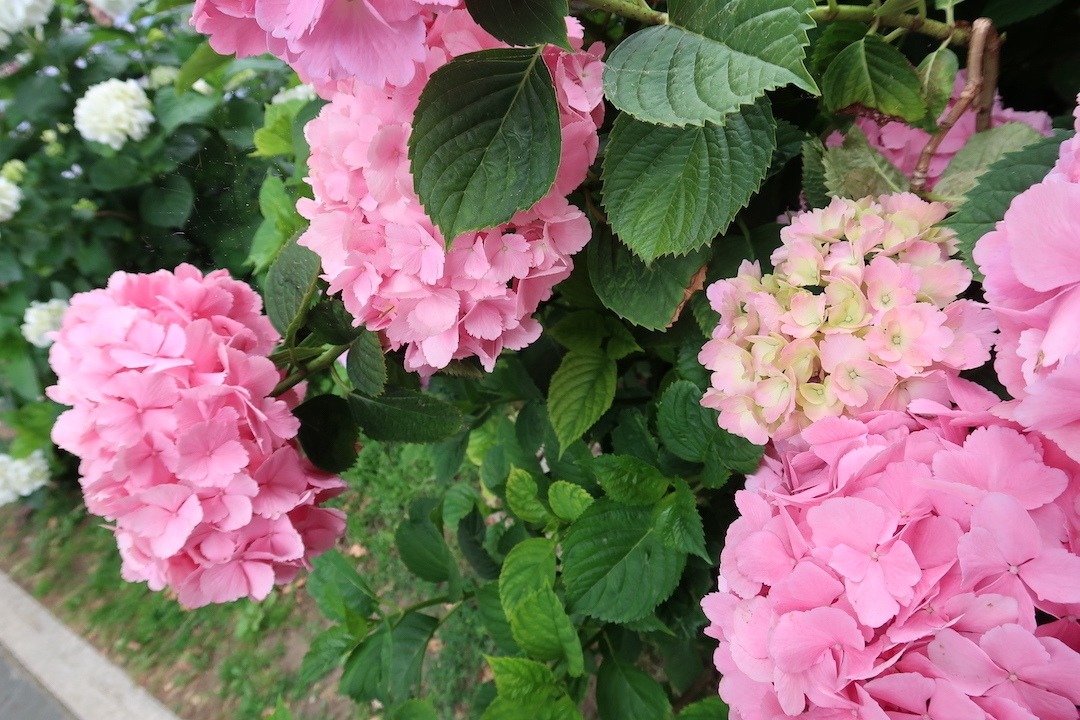 紫陽花の花彩る道をボルセーナ湖へ_f0234936_06123721.jpg