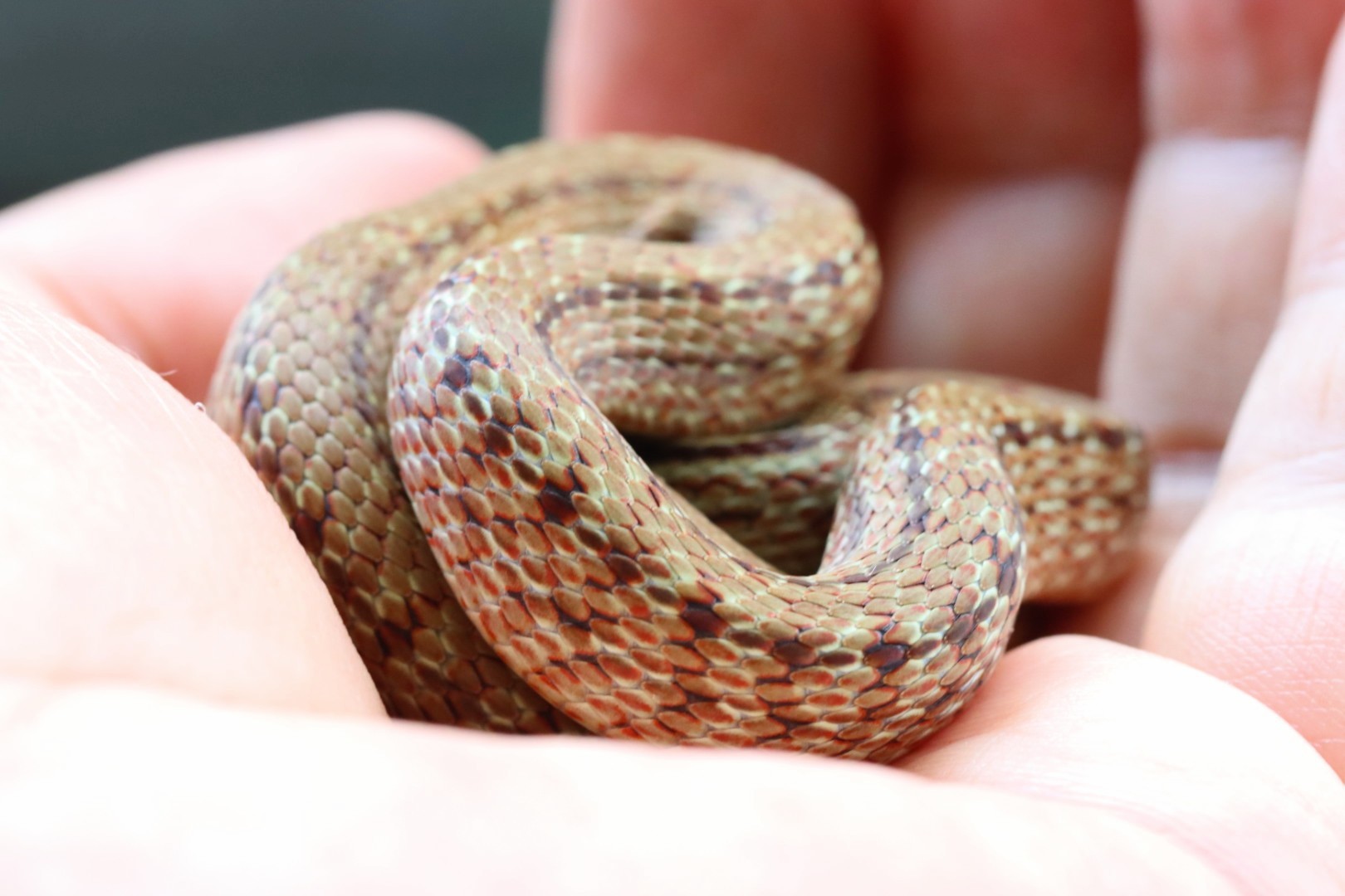 シマヘビ ワイルド ワイルド