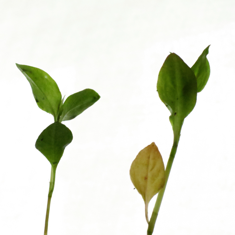愛をもって藍を育てることになりました_c0060143_09191630.jpg