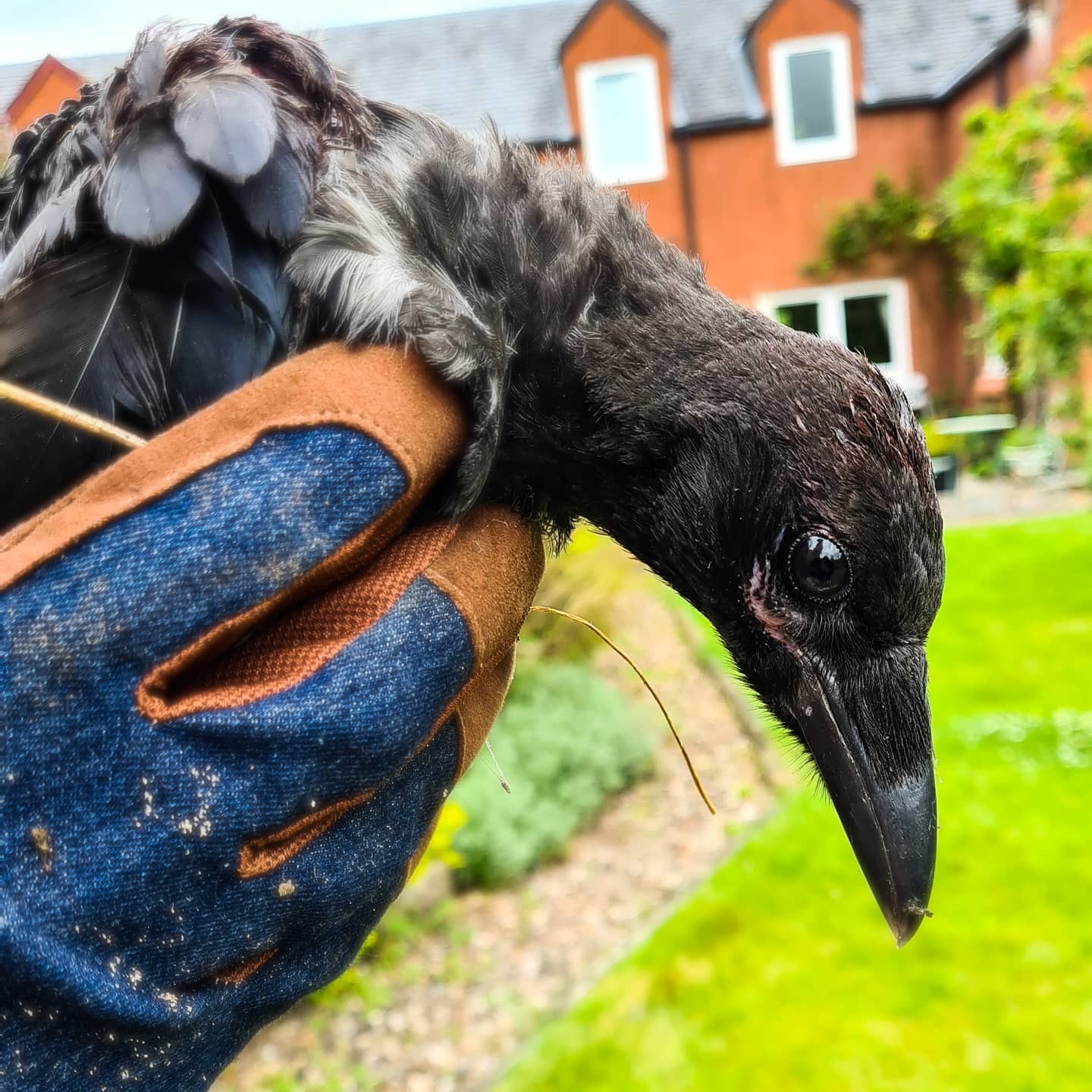 ハナさんが庭でカラスの幼鳥を救助 ブルーベルの森ブログ 英国作家のマグカップとカード