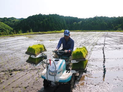 菊池水源棚田米　田植え(2021)　後編：田植え後の様子_a0254656_17335514.jpg