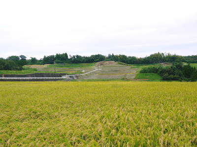 菊池水源棚田米 田植え(2021) 後編:田植え後の様子_a0254656_17594200.jpg