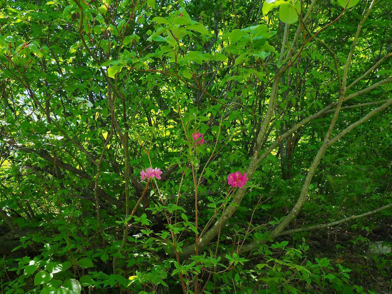 山麓の植物_e0367158_21051412.jpg