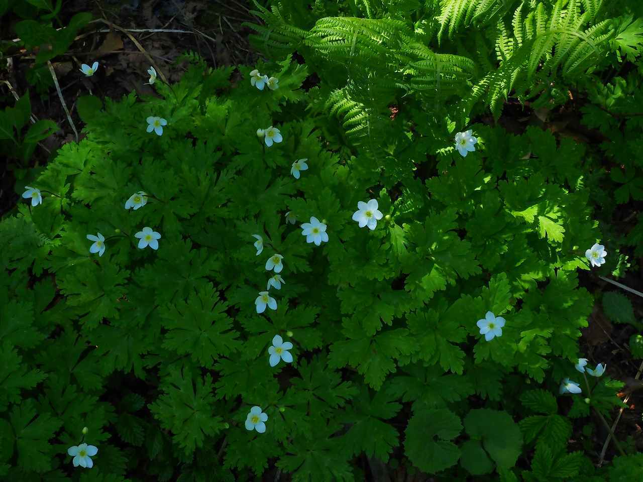 山麓の植物_e0367158_21053880.jpg