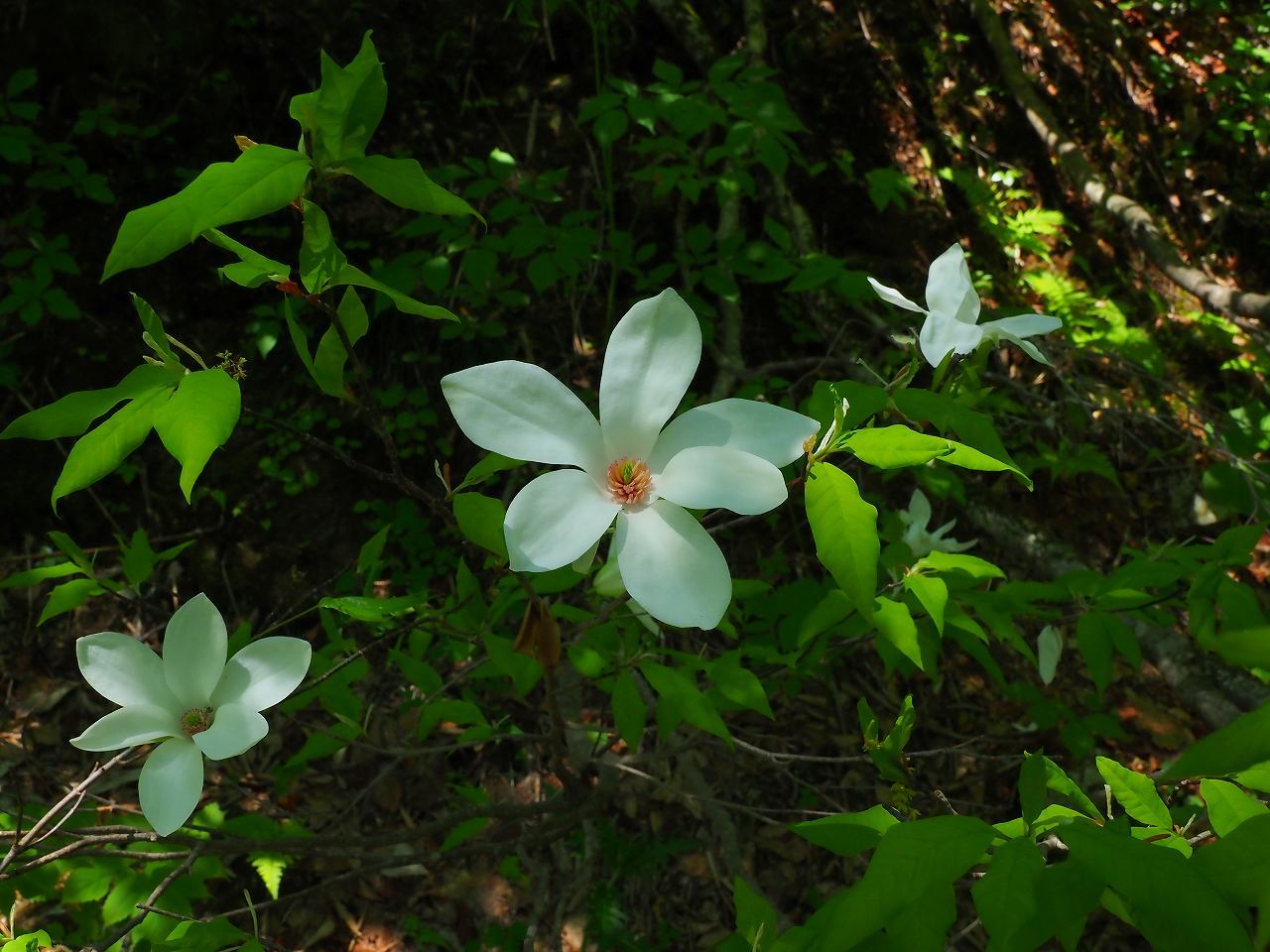 山麓の植物_e0367158_21060785.jpg