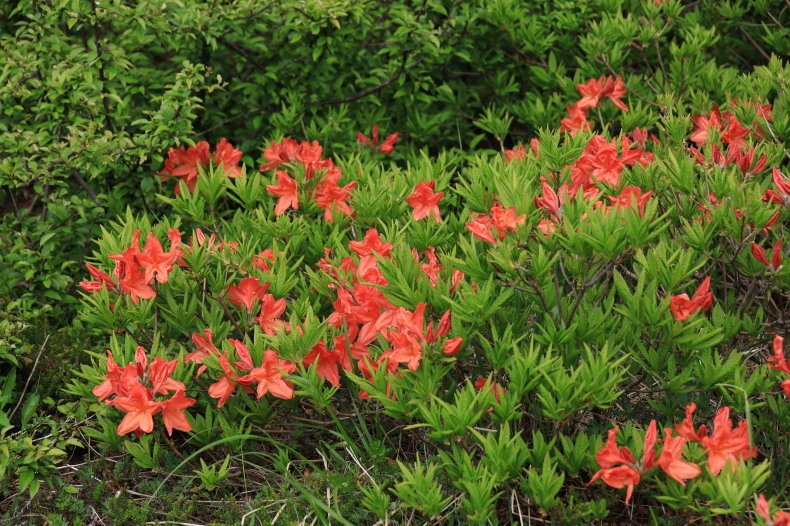 池の平湿原へ ～何もないよ!? ～ (2021/6/21撮影)_b0369971_16342198.jpg