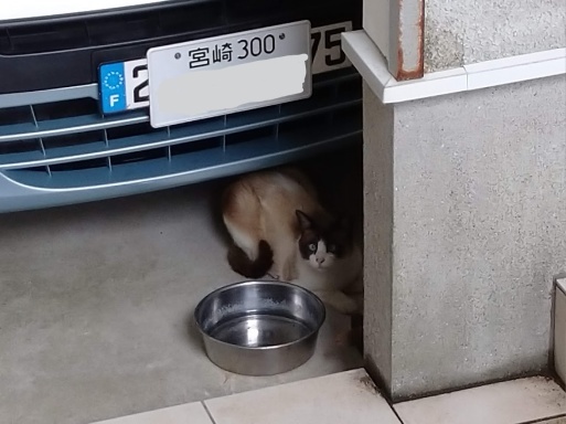 ある日のラグさん_f0197985_16572139.jpg