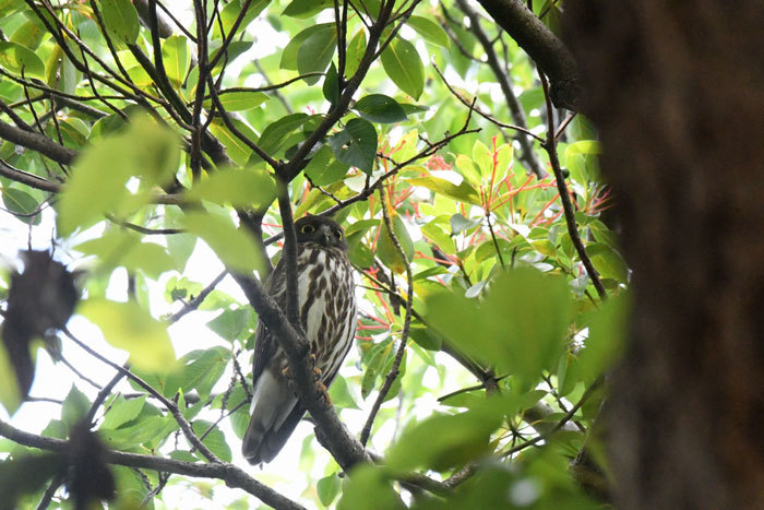 偶に目を開け 不寝番 青葉木莬 風のむろさん 自然の詩