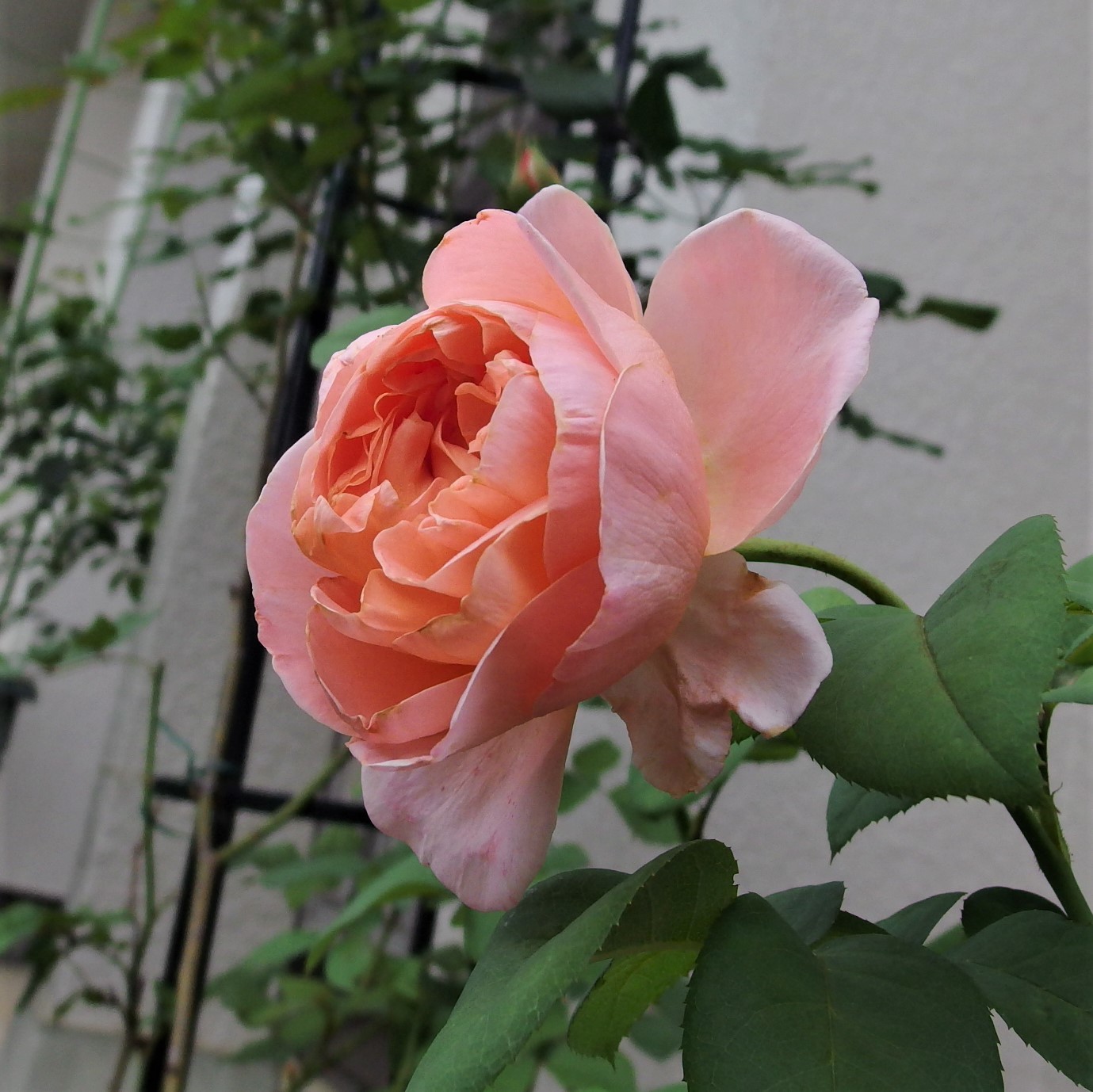 やっと咲きました マドモアゼル メイアン 6月下旬 小さな庭でバラさんたちと やっと咲きました マドモアゼル メイアン 6月下旬 小さな庭でバラさんたちと