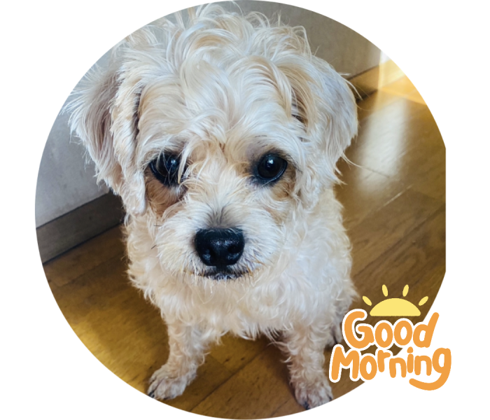 ちりとり 掃き掃除 溝掃除 特許４１３８７１４