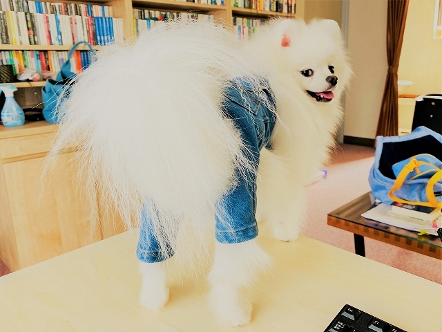 不屈のポメラニアン_d0360206_20115116.jpg