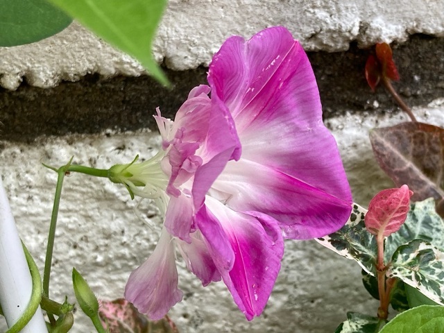 スプリットペダルが開花、&クラフトバック作り_f0162908_20234811.jpg