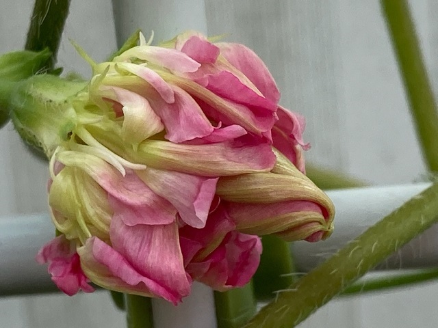 スプリットペダルが開花、&クラフトバック作り_f0162908_20234834.jpg