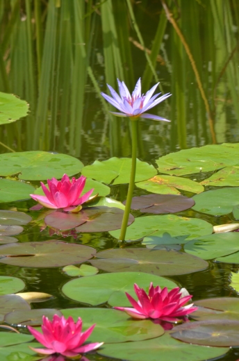 モネが夢見た 青い睡蓮 開花しました モネの庭だより