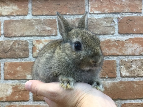 210625 うさぎ・ウズラ_f0189122_10583871.jpeg