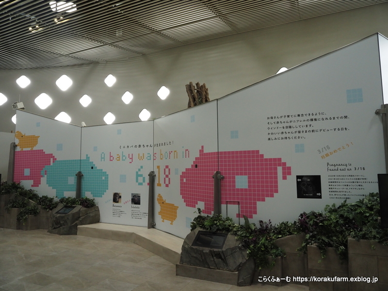 フルフルちゃん モトモトくんおめでとう コビトカバの赤ちゃん誕生 生後８日目 こらくふぁーむ