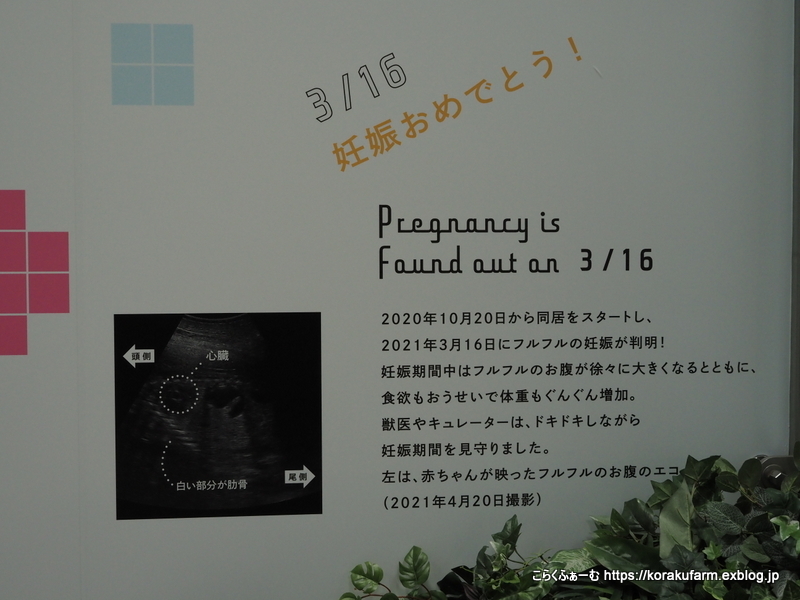 フルフルちゃん モトモトくんおめでとう コビトカバの赤ちゃん誕生 生後８日目 こらくふぁーむ