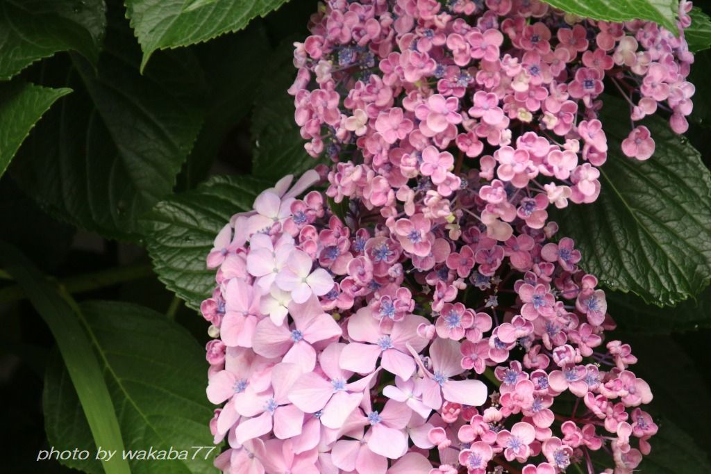オタフク紫陽花の名前が気になって 自然のキャンバス オタフク紫陽花の名前が気になって 自然のキャンバス