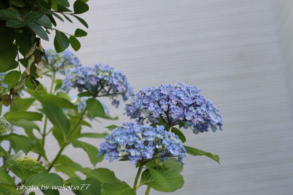 オタフク紫陽花の名前が気になって 自然のキャンバス オタフク紫陽花の名前が気になって 自然のキャンバス