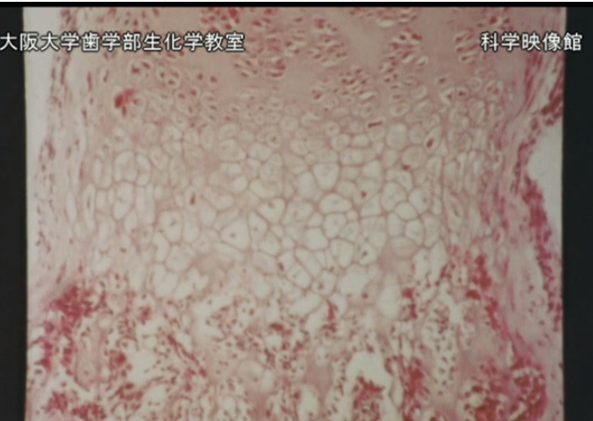 先行配信「ラット肋軟骨成長軟骨細胞の分離培養法とその内軟骨性骨形成_b0115553_09064370.png