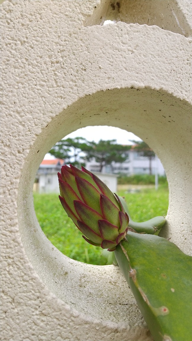 ドラゴンフルーツの花芽が なんくるないさ ワンッ にゃん