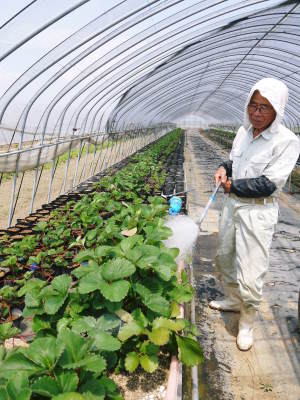完熟紅ほっぺ この時期、苗床でこの秋定植する苗を作ります!そのために毎日行う潅水作業の話_a0254656_17554875.jpg