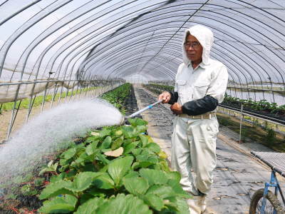 完熟紅ほっぺ この時期、苗床でこの秋定植する苗を作ります!そのために毎日行う潅水作業の話_a0254656_17573231.jpg