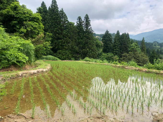 コイの放流と白峰生産組合さんの総会_d0182179_11173937.jpg