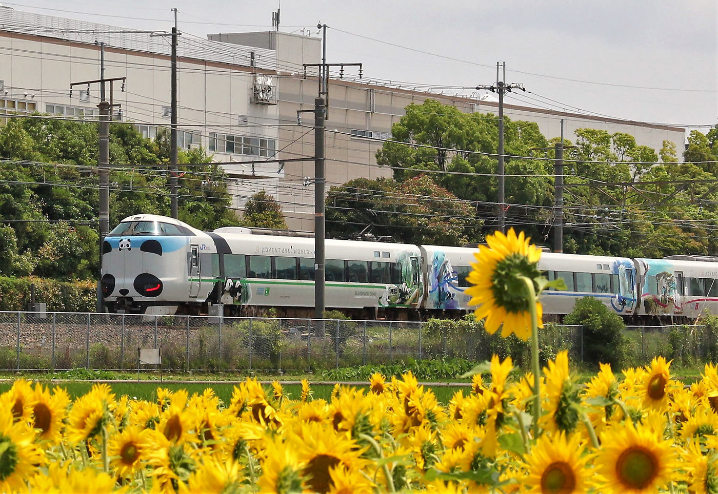 ヒマワリと電車　　　　　　６月26日_b0409196_22350105.jpg