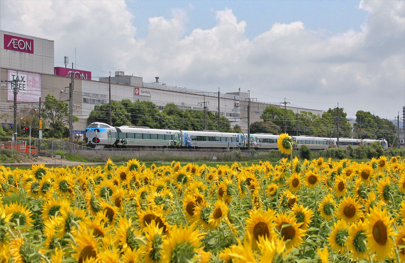 ヒマワリと電車　　　　　　６月26日_b0409196_22350181.jpg