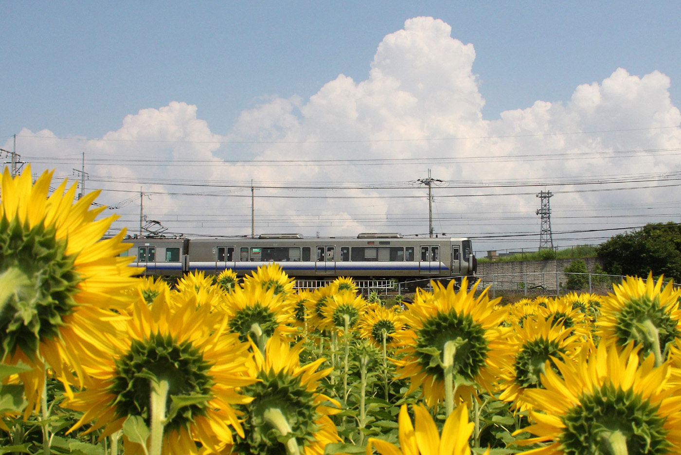 ヒマワリと電車 6月26日 : ヤソッチひだまり写真館