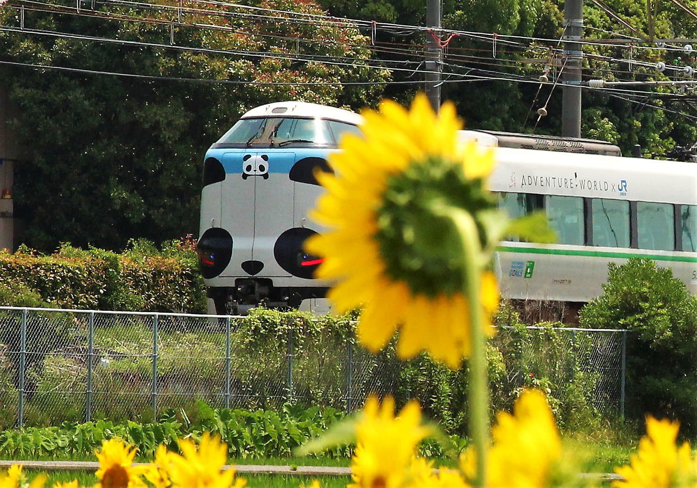 ヒマワリと電車　　　　　　６月26日_b0409196_22350238.jpg