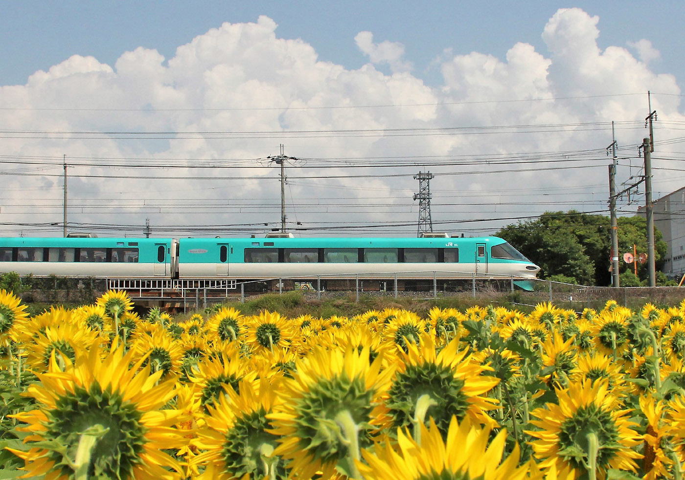 ヒマワリと電車　　　　　　６月26日_b0409196_22350281.jpg