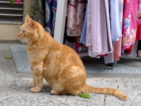 じっと見つめる （Gatto）_d0006400_00383687.jpg