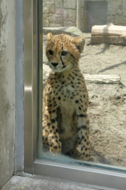 ネコ好きにはたまりません 生後５ヵ月のチーター赤ちゃん 多摩 旅プラスの日記