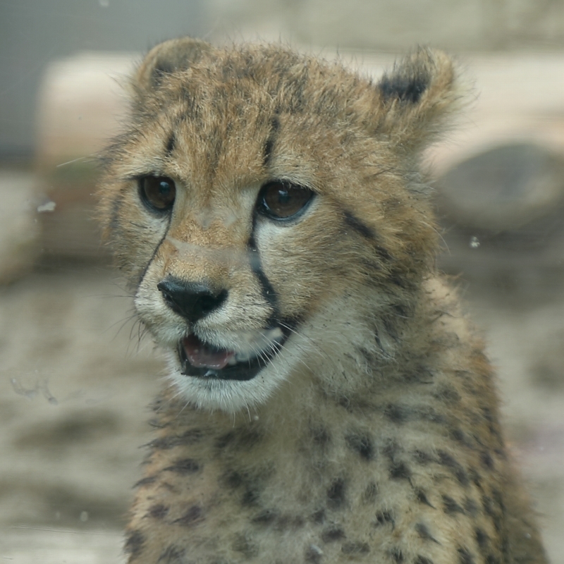 ネコ好きにはたまりません 生後5ヵ月のチーター赤ちゃん 多摩 旅プラスの日記 ネコ好きにはたまりません 生後5ヵ月のチーター赤ちゃん 多摩 旅プラスの日記