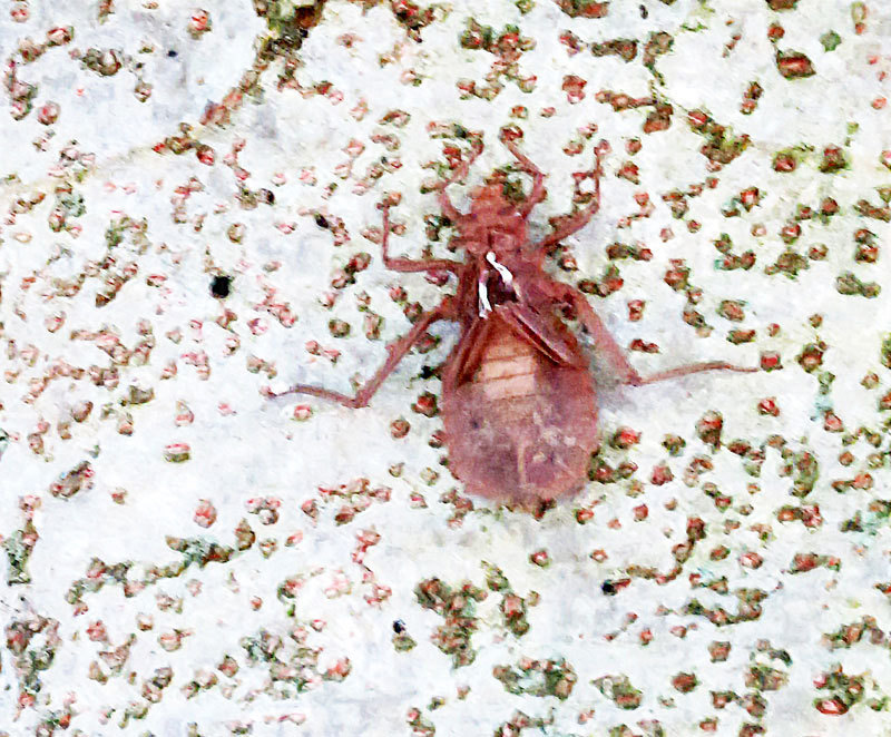 川沿いの桜の木で見つけました 昆虫ブログ むし探検広場
