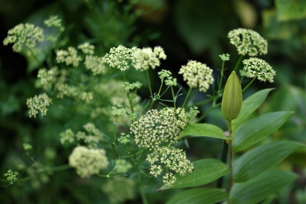 パセリの花 For Happy Days