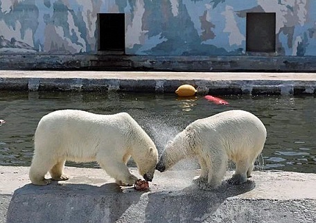 ロシア・サハ共和国、ヤクーツク動物園のコルィマーナ(Колымана) とアルマス (Алмаз) の親子の夏の日の姿_a0151913_20163208.jpg