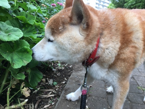 柴犬朔太郎とお散歩 歴史と素適なおつきあい