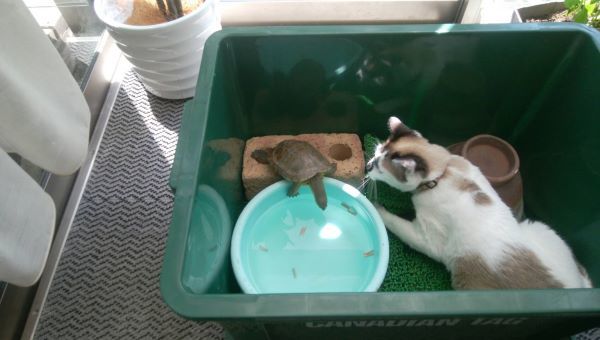猫と亀_c0155326_20171050.jpg