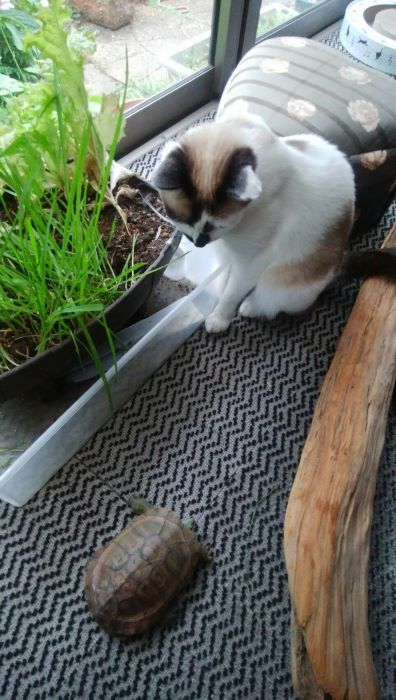 猫と亀_c0155326_20172833.jpg