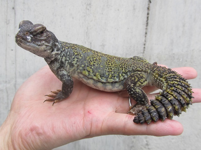 巨大怪獣堂々降臨!_b0174337_00371165.jpg
