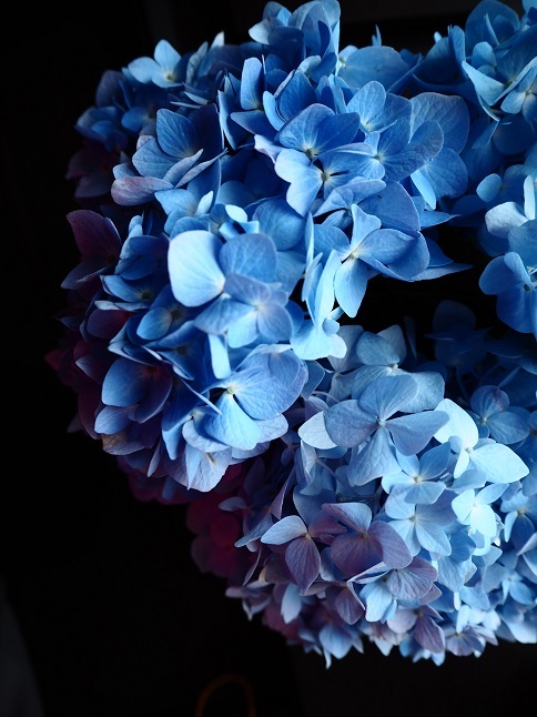 0円紫陽花 Kitchen Diary 0円紫陽花 Kitchen Diary