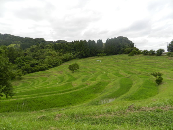 千葉県鴨川大山の千枚田 20210623_e0020957_15173698.jpg