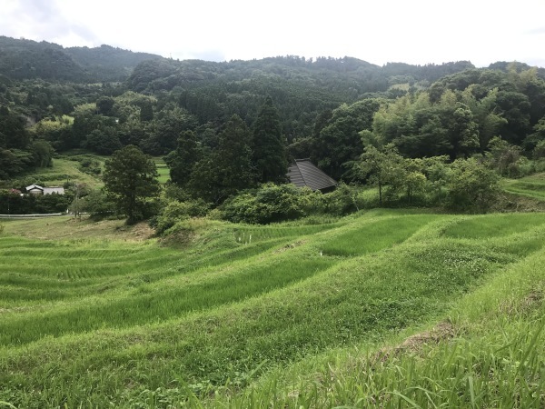 千葉県鴨川大山の千枚田 20210623_e0020957_15183015.jpg