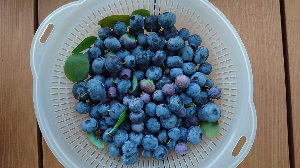 2021 鉢植えブルーベリーの収穫 (その２)_d0358272_16261245.jpg