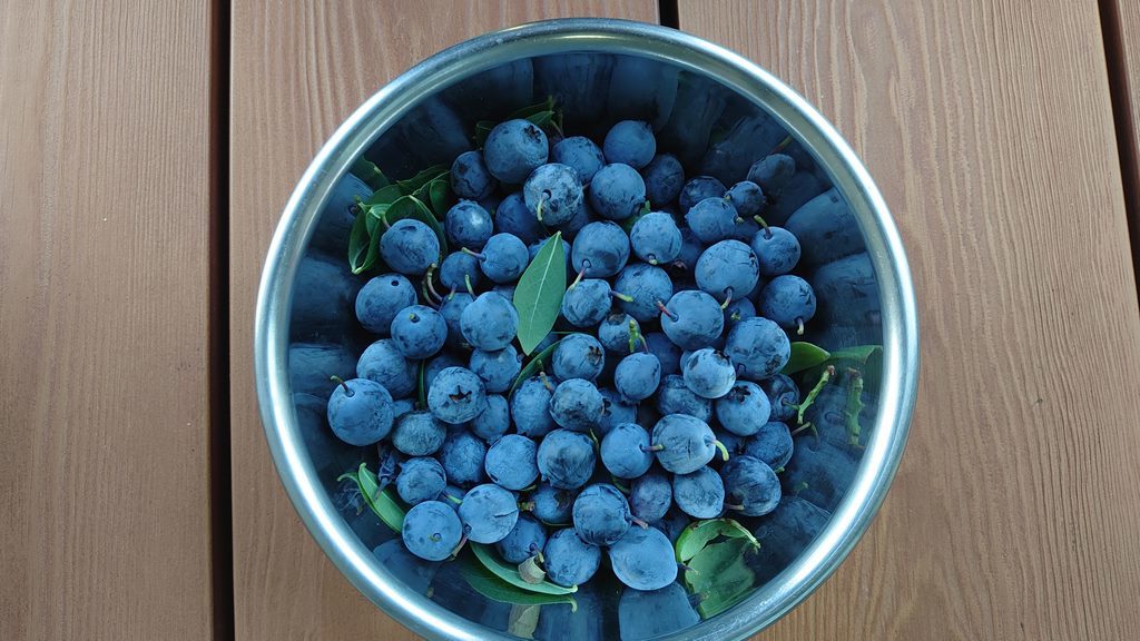 2021 鉢植えブルーベリーの収穫 (その２)_d0358272_16285919.jpg