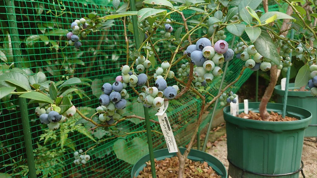 2021 鉢植えブルーベリーの収穫 (その２)_d0358272_16291701.jpg